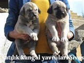 Satılık Sivas kangal Köpek yavruları 2022